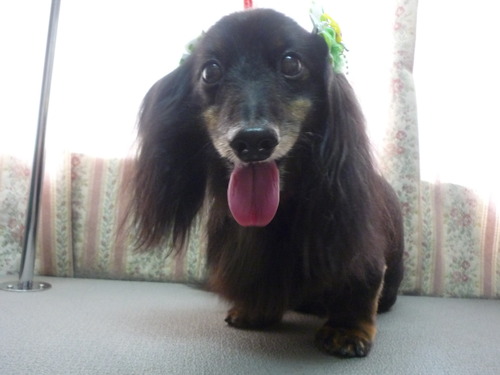 http://pet.e6.valueserver.jp/blog/P1050896.jpg