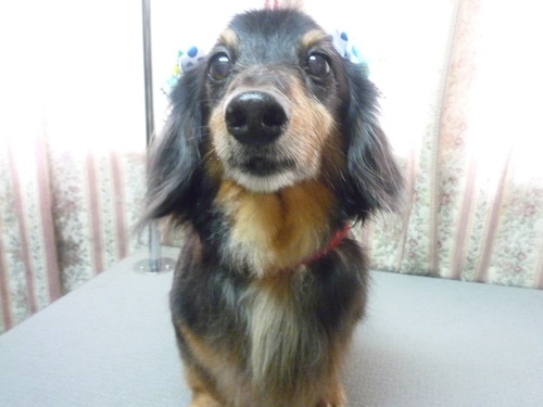 http://pet.e6.valueserver.jp/blog/P1050899.jpg