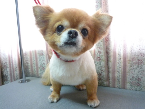 http://pet.e6.valueserver.jp/blog/P1050900.jpg