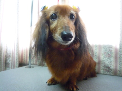http://pet.e6.valueserver.jp/blog/P1050905.jpg