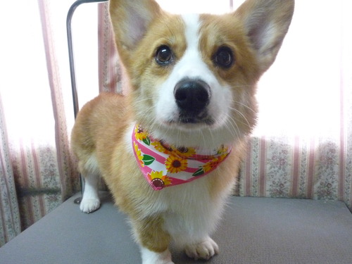 http://pet.e6.valueserver.jp/blog/P1050911.jpg