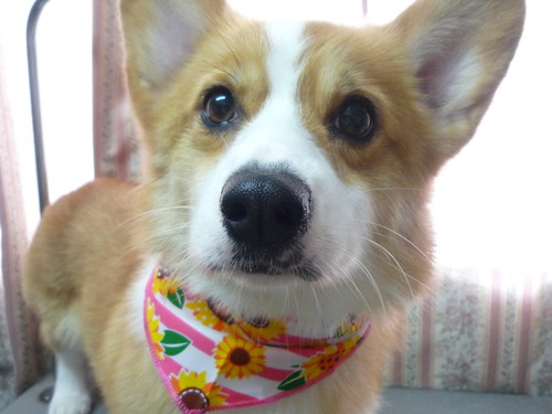 http://pet.e6.valueserver.jp/blog/P1050912.jpg