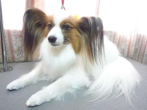 http://pet.e6.valueserver.jp/blog/P1050913.jpg