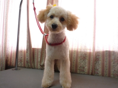 http://pet.e6.valueserver.jp/blog/P1050920.jpg