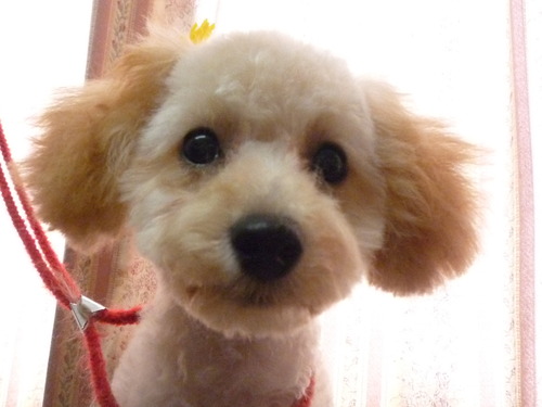 http://pet.e6.valueserver.jp/blog/P1050922.jpg