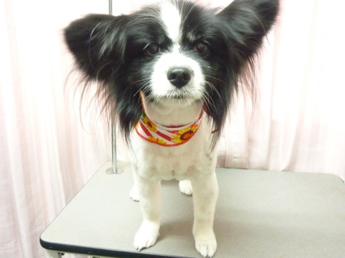 http://pet.e6.valueserver.jp/blog/P1050925.jpg