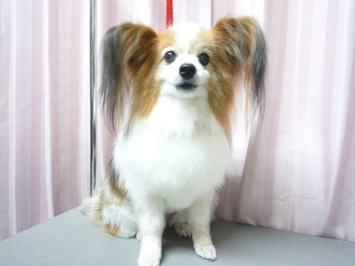 http://pet.e6.valueserver.jp/blog/P1050933.jpg
