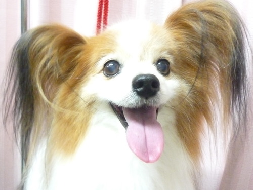 http://pet.e6.valueserver.jp/blog/P1050950.jpg