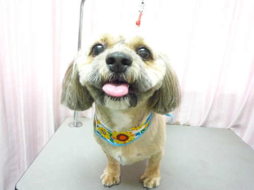 http://pet.e6.valueserver.jp/blog/P1050951.jpg