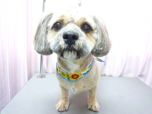 http://pet.e6.valueserver.jp/blog/P1050952.jpg