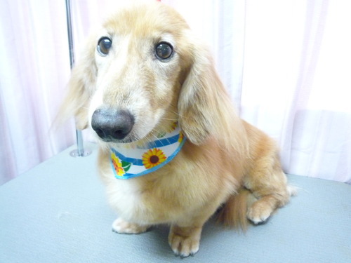 http://pet.e6.valueserver.jp/blog/P1050953.jpg