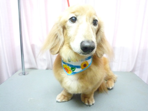 http://pet.e6.valueserver.jp/blog/P1050954.jpg