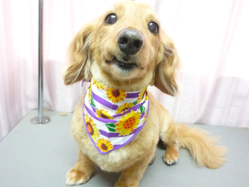 http://pet.e6.valueserver.jp/blog/P1050957.jpg