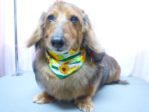 http://pet.e6.valueserver.jp/blog/P1050960.jpg