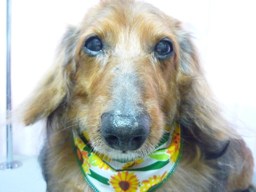 http://pet.e6.valueserver.jp/blog/P1050961.jpg