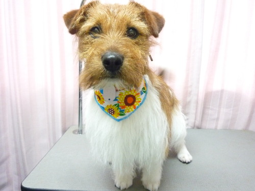 http://pet.e6.valueserver.jp/blog/P1050972.jpg