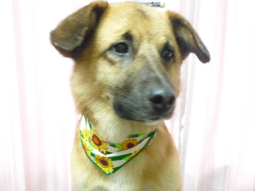http://pet.e6.valueserver.jp/blog/P1050973.jpg