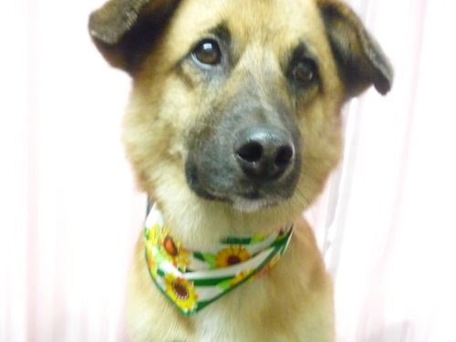 http://pet.e6.valueserver.jp/blog/P1050974.jpg