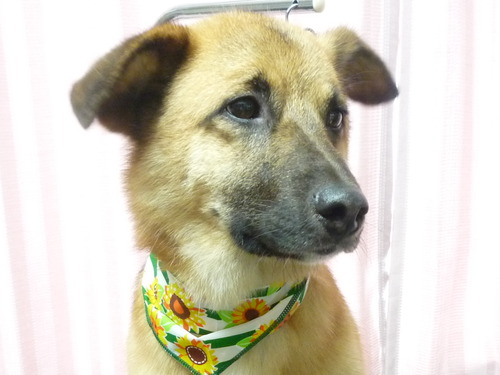 http://pet.e6.valueserver.jp/blog/P1050975.jpg