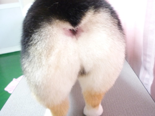 http://pet.e6.valueserver.jp/blog/P1050976.jpg