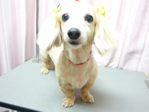 http://pet.e6.valueserver.jp/blog/P1050979.jpg