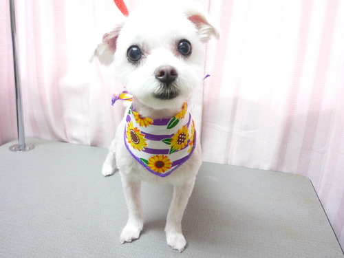 http://pet.e6.valueserver.jp/blog/P1050981.jpg