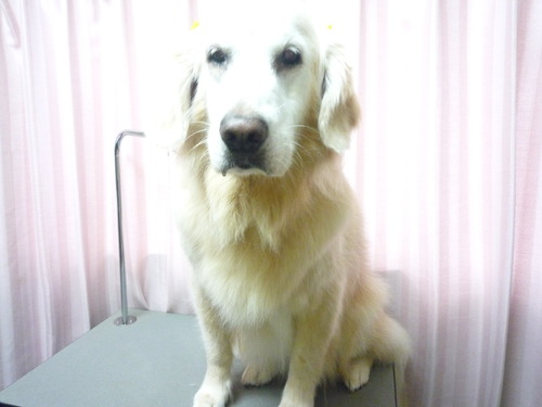 http://pet.e6.valueserver.jp/blog/P1050982.jpg