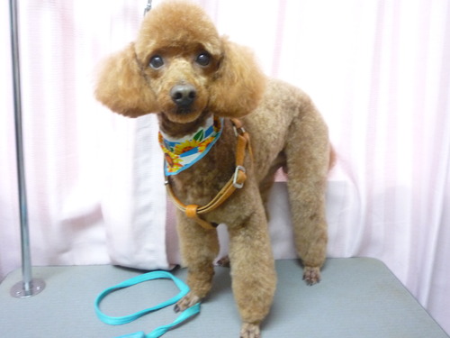 http://pet.e6.valueserver.jp/blog/P1050984.jpg