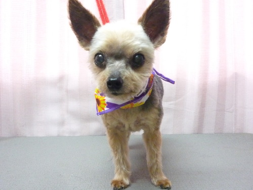 http://pet.e6.valueserver.jp/blog/P1060001.jpg