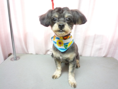 http://pet.e6.valueserver.jp/blog/P1060007.jpg