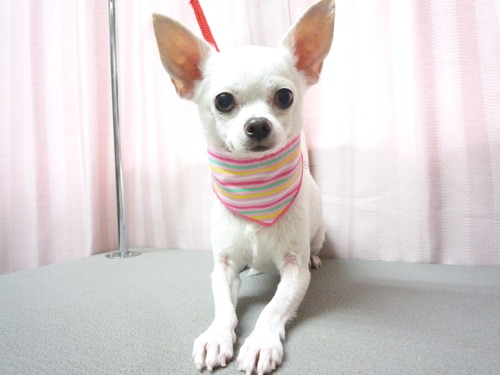 http://pet.e6.valueserver.jp/blog/P1060012.jpg