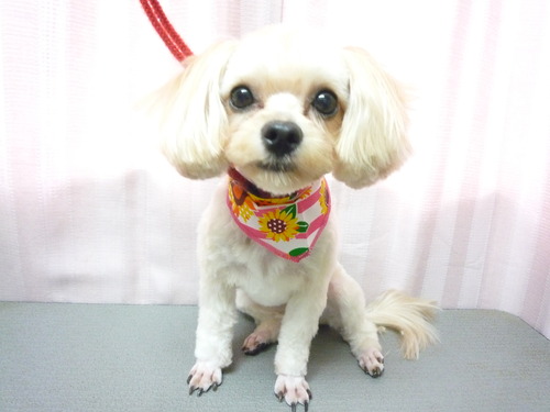 http://pet.e6.valueserver.jp/blog/P1060013.jpg