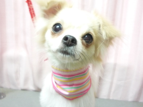 http://pet.e6.valueserver.jp/blog/P1060022.jpg