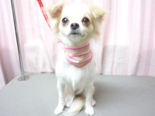http://pet.e6.valueserver.jp/blog/P1060024.jpg