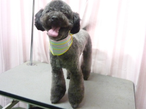 http://pet.e6.valueserver.jp/blog/P1060038.jpg