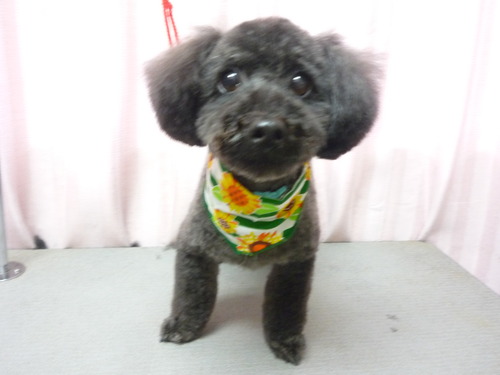 http://pet.e6.valueserver.jp/blog/P1060042.jpg