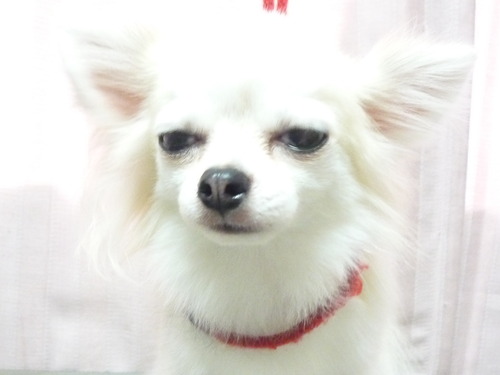 http://pet.e6.valueserver.jp/blog/P1060072.jpg