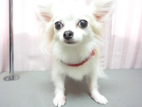 http://pet.e6.valueserver.jp/blog/P1060073.jpg
