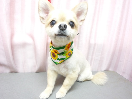 http://pet.e6.valueserver.jp/blog/P1060077.jpg