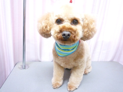 http://pet.e6.valueserver.jp/blog/P1060079.jpg
