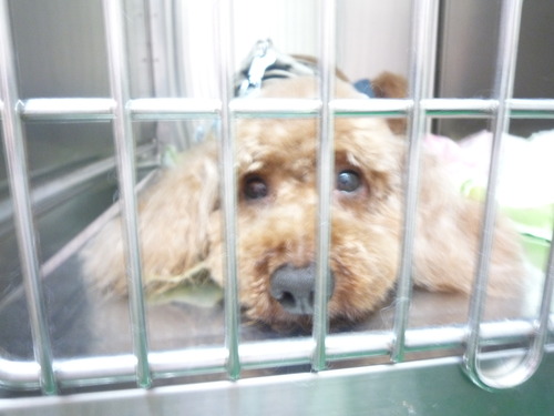 http://pet.e6.valueserver.jp/blog/P1060084.jpg