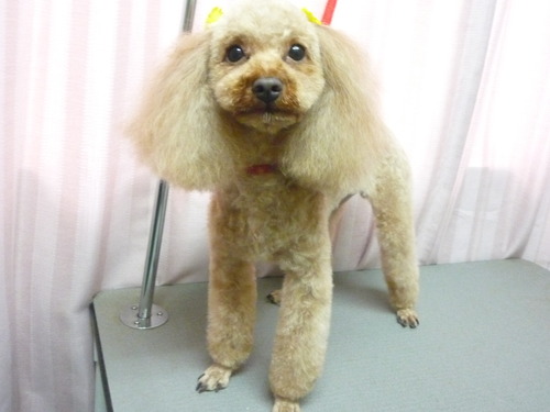 http://pet.e6.valueserver.jp/blog/P1060089.jpg