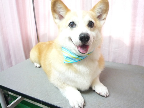 http://pet.e6.valueserver.jp/blog/P1060103.jpg