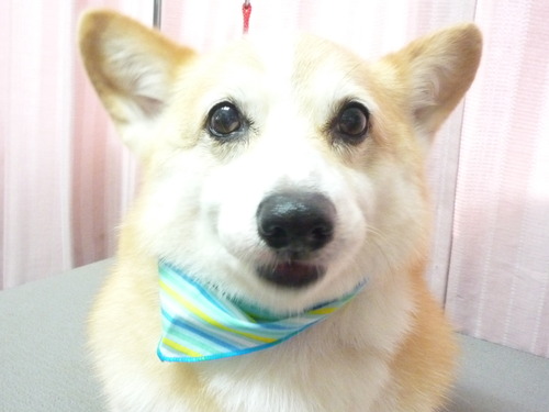 http://pet.e6.valueserver.jp/blog/P1060107.jpg