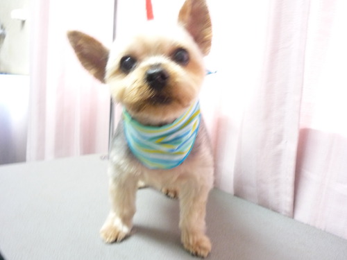 http://pet.e6.valueserver.jp/blog/P1060111.jpg