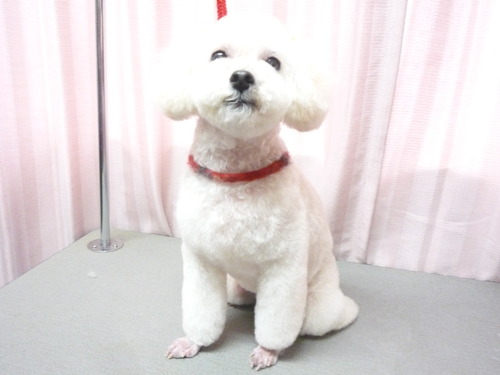 http://pet.e6.valueserver.jp/blog/P1060118.jpg