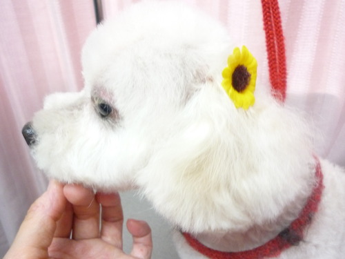 http://pet.e6.valueserver.jp/blog/P1060119.jpg