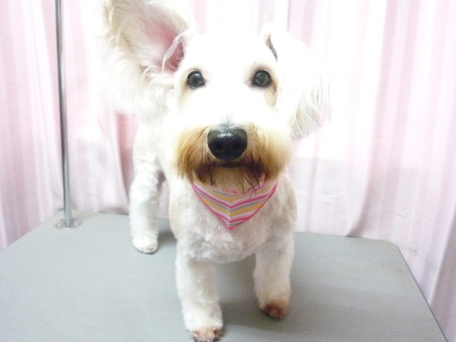http://pet.e6.valueserver.jp/blog/P1060121.jpg