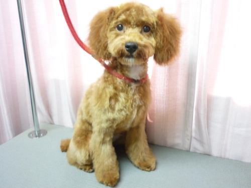 http://pet.e6.valueserver.jp/blog/P1060127.jpg