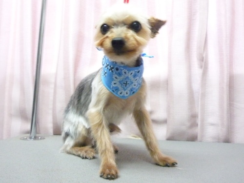 http://pet.e6.valueserver.jp/blog/P1060147.jpg